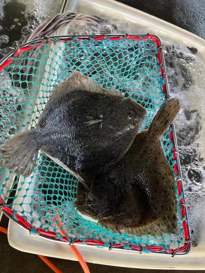多寶魚圖片 多寶魚圖片 龍魚論壇 第9張