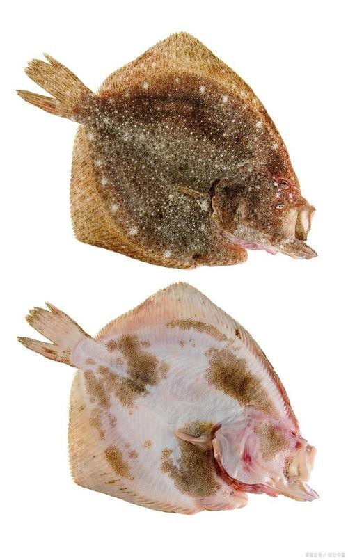 多寶魚圖片 多寶魚圖片 龍魚論壇 第18張