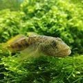 紅龍魚的發色和喂食與燈光