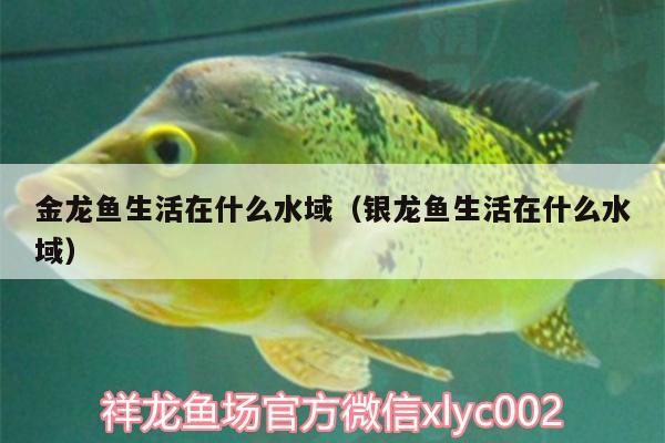 金龍魚(yú)生活在什么水域（銀龍魚(yú)生活在什么水域）