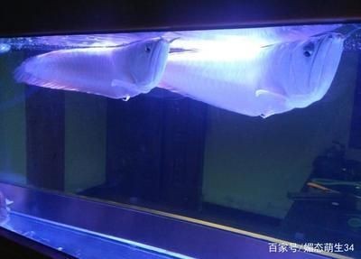 紅龍魚和銀龍魚混養(yǎng)有什么好處嗎（紅龍魚和銀龍魚混養(yǎng)在一定程度上是可行的，需要注意一些問題）