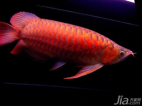 龍魚比賽死魚事件對賽事影響大嗎？