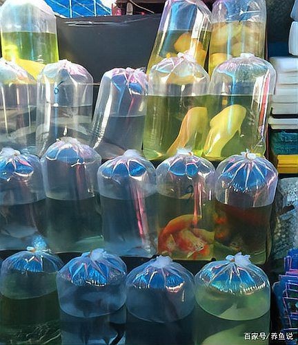 觀賞魚怎么寄快遞