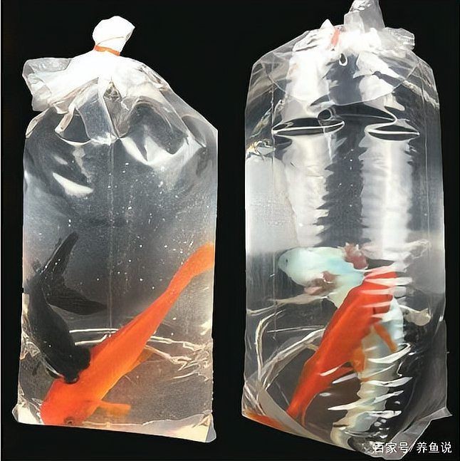 觀賞魚怎么寄快遞