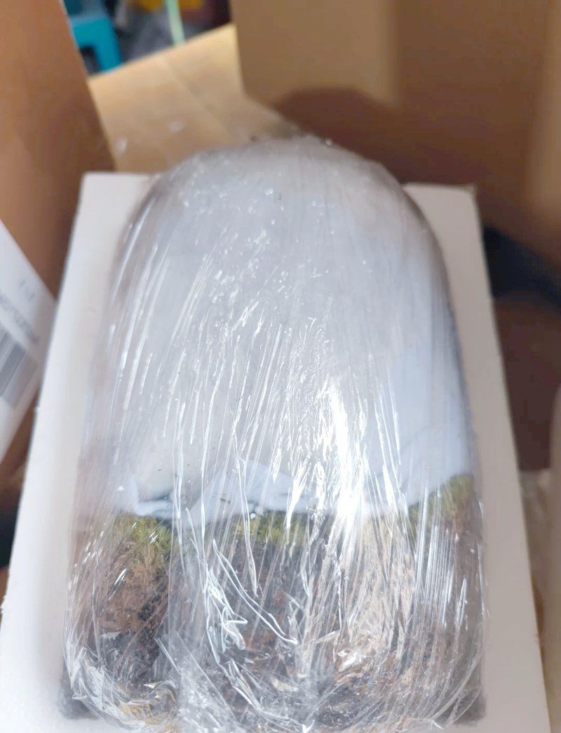 觀賞魚怎么寄快遞