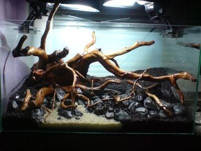 20公分銀龍魚一年長多大正常(一年的銀龍魚有多大)