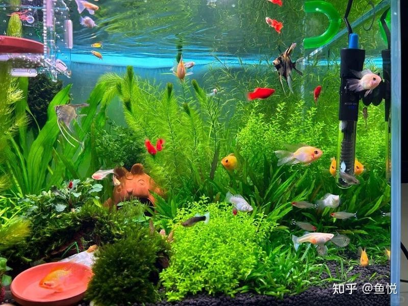 如何準備觀賞魚參加比賽？
