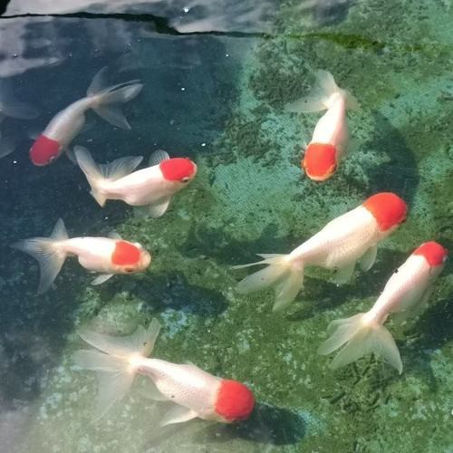 皇宮金龍魚