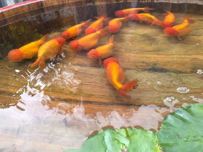 皇宮金龍魚