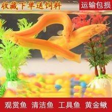 皇宮金龍魚