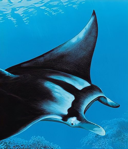 蝠鲼 鰩魚 魟魚