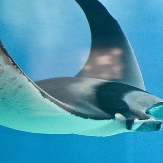 蝠鲼 鰩魚 魟魚