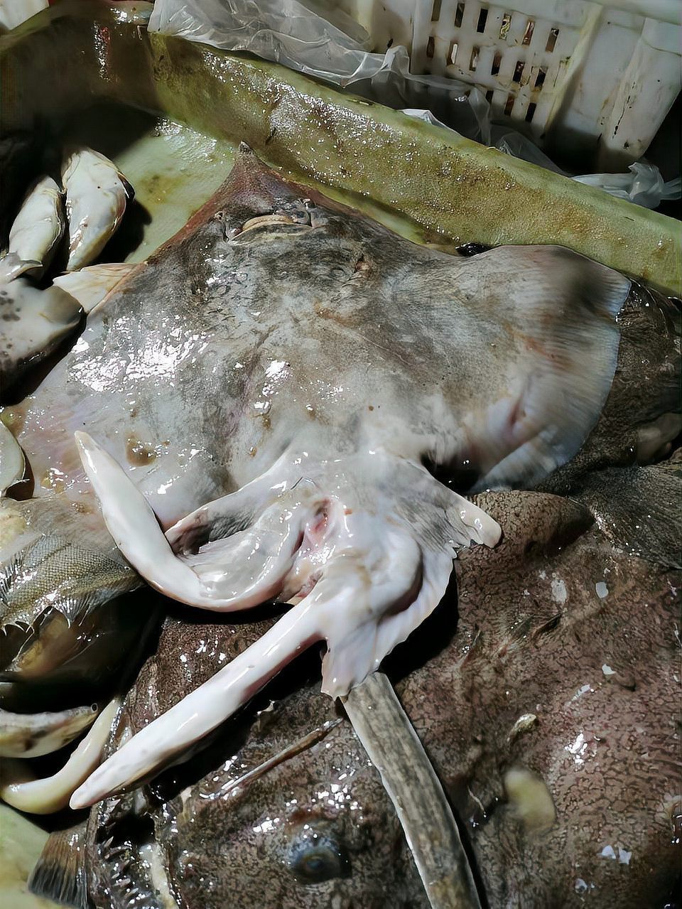 蝠鲼 鰩魚 魟魚