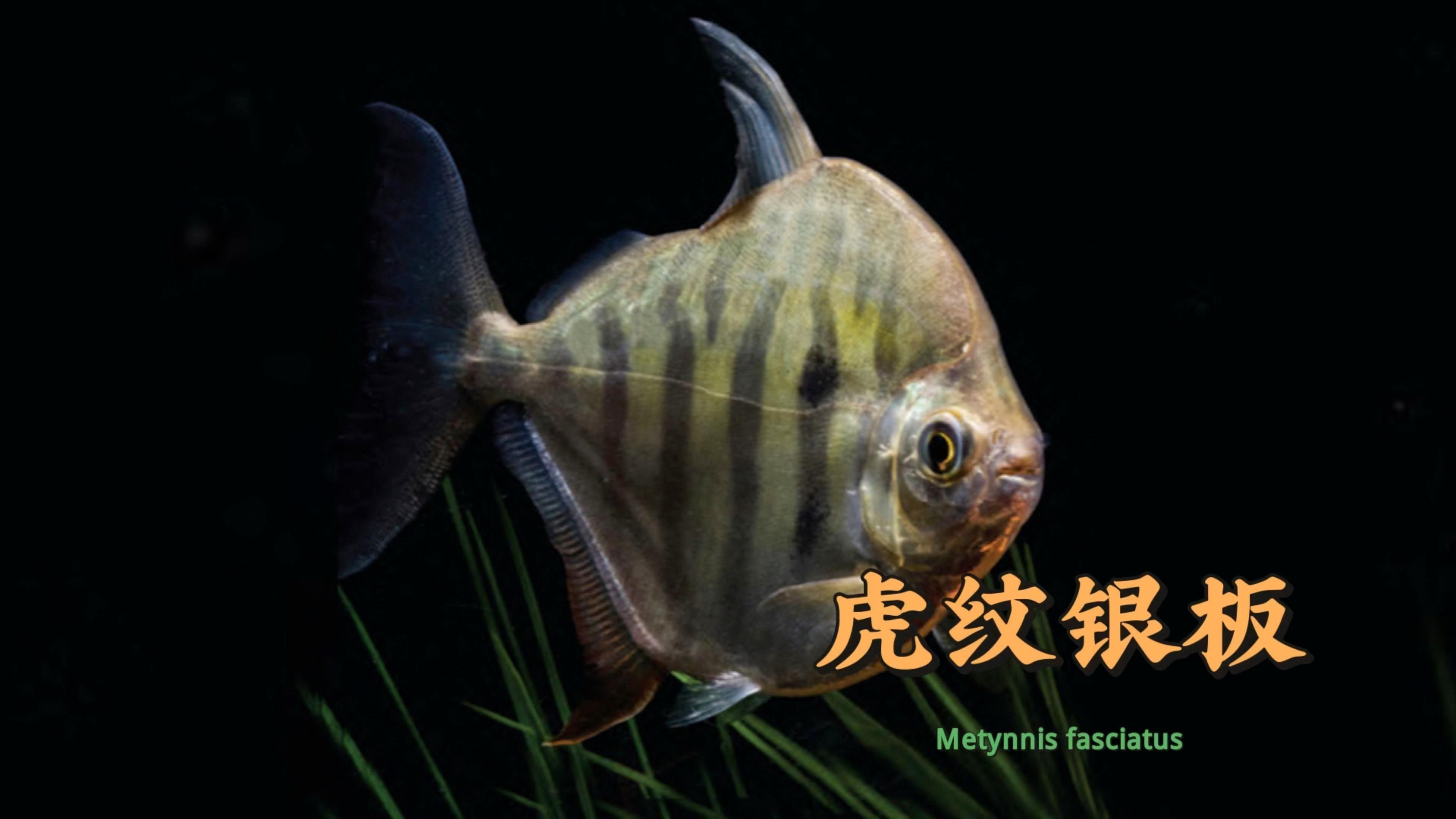 虎紋銀板魚和什么魚混養