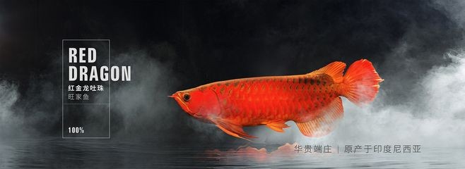 天龍魚圖片（<strong><mark>天山</mark></strong>龍魚是一種生活在新疆天池的淡水魚類，飼養條件和技巧）