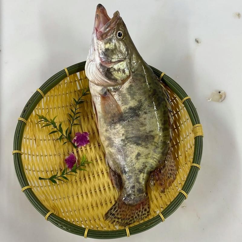 黑龍江奧夫魚