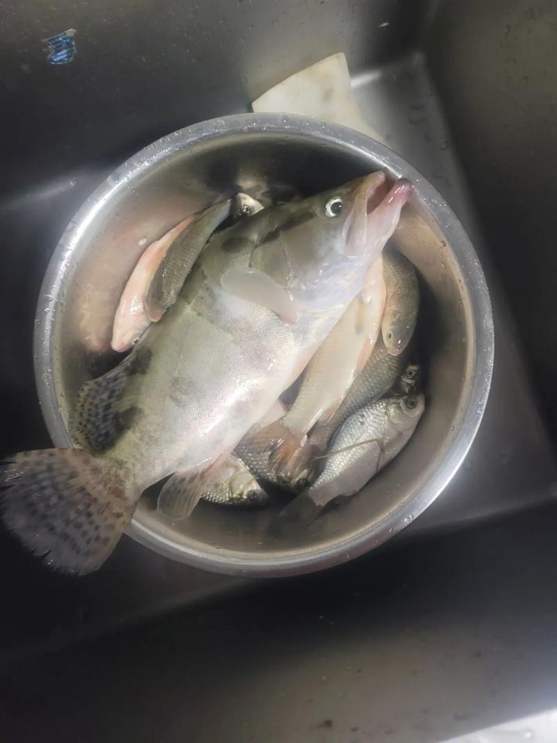 黑龍江奧夫魚