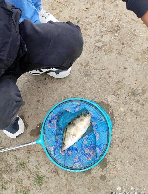 有哪些食物是金龍魚爬背的禁忌，金龍魚爬背期間應該注意什么？
