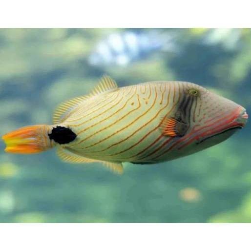 賽級紅龍魚過背炮彈