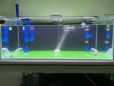 干濕分離魚缸過濾系統(tǒng)的歷史背景是一種常見的魚缸過濾技術(shù)：干濕分離是一種有明顯優(yōu)缺點(diǎn)的過濾方式