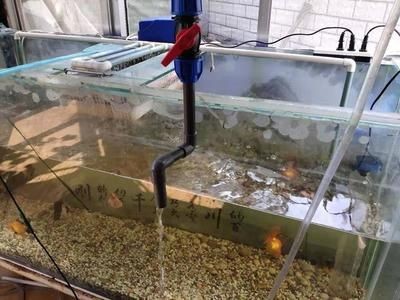 干濕分離魚缸過濾系統(tǒng)的歷史背景是一種常見的魚缸過濾技術(shù)：干濕分離是一種有明顯優(yōu)缺點(diǎn)的過濾方式