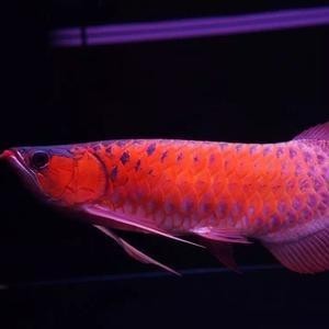 給我更多紅龍魚冠軍視頻