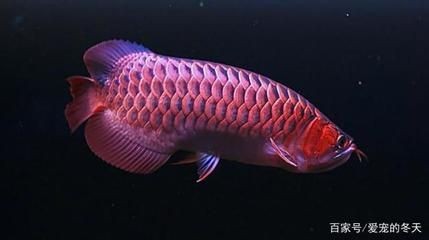 金龍魚變化過程：金龍魚的變化過程