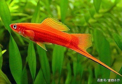 紅箭魚生小魚前兆 紅箭魚生小魚前兆 龍魚論壇 第3張