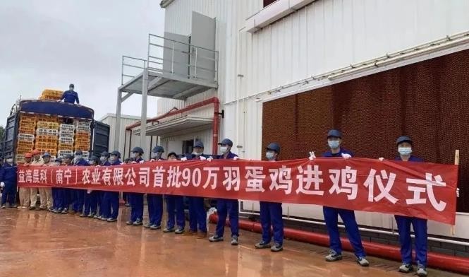 菠蘿魚能和銀龍魚混養(yǎng)嘛視頻(菠蘿魚可以和神仙魚混養(yǎng)嗎)