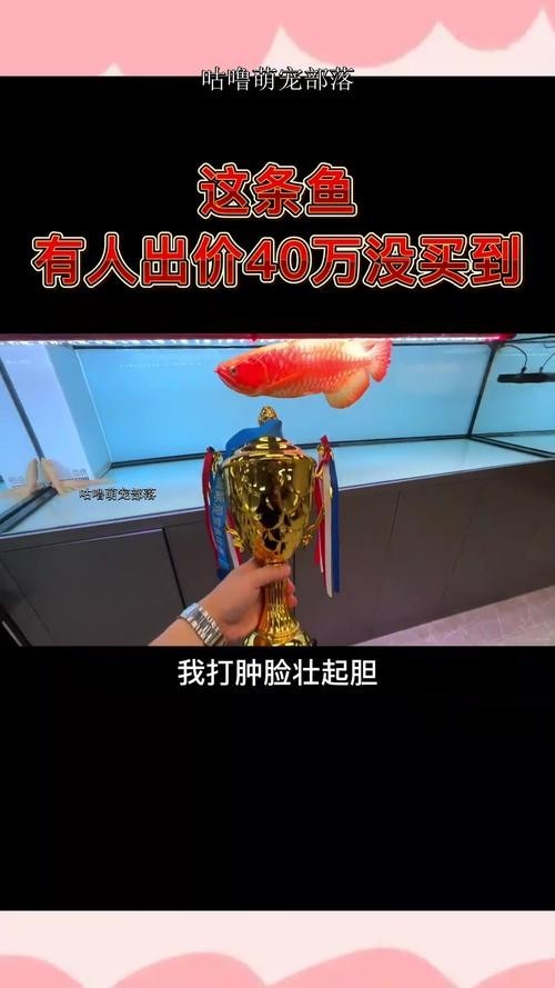 給我看看紅龍比賽冠軍魚“老九”的照片