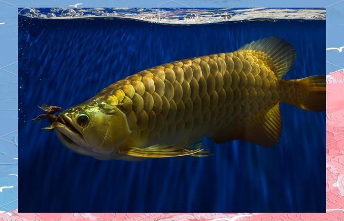 給我看看紅龍比賽冠軍魚“老九”的照片