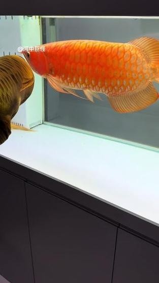 給我看看紅龍比賽冠軍魚“老九”的照片