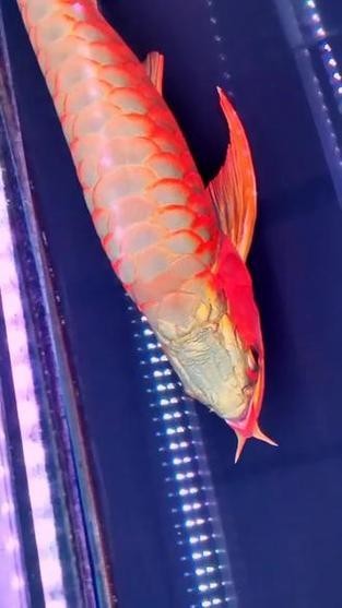 給我看看紅龍比賽冠軍魚“老九”的照片