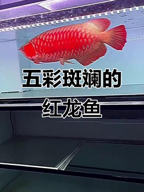 給我看看紅龍比賽冠軍魚“老九”的照片
