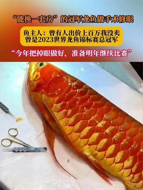 給我看看紅龍比賽冠軍魚“老九”的照片