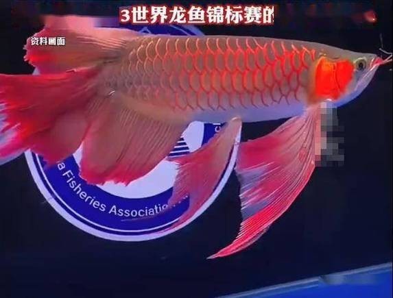 給我看看紅龍比賽冠軍魚“老九”的照片