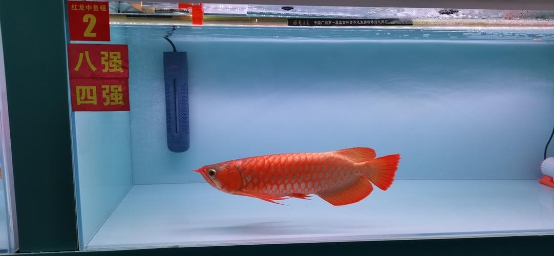 給我看看紅龍比賽冠軍魚“老九”的照片