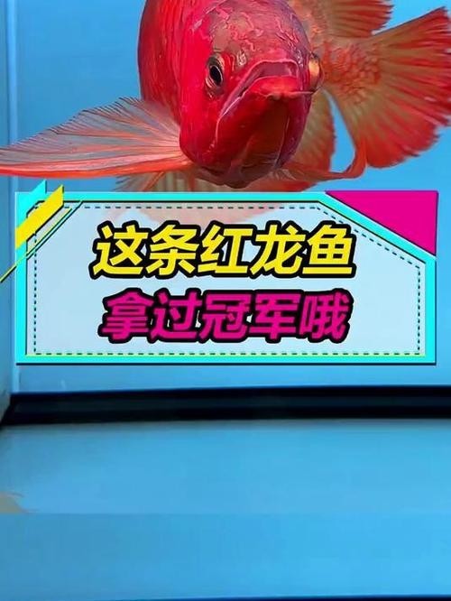給我看看紅龍比賽冠軍魚“老九”的照片