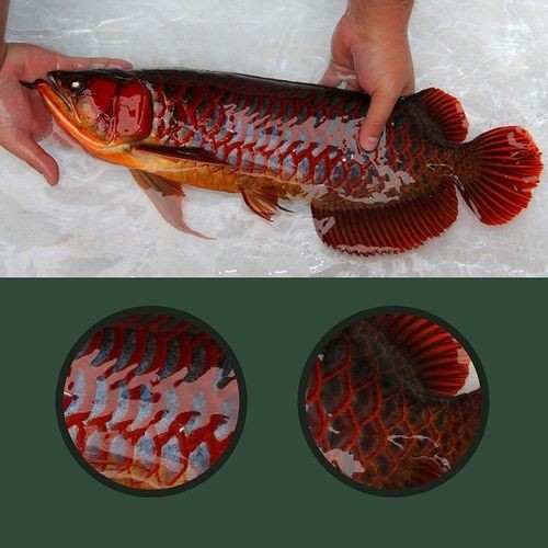 給我看看紅龍比賽冠軍魚“老九”的照片