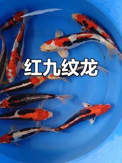 給我看看紅龍比賽冠軍魚“老九”的照片