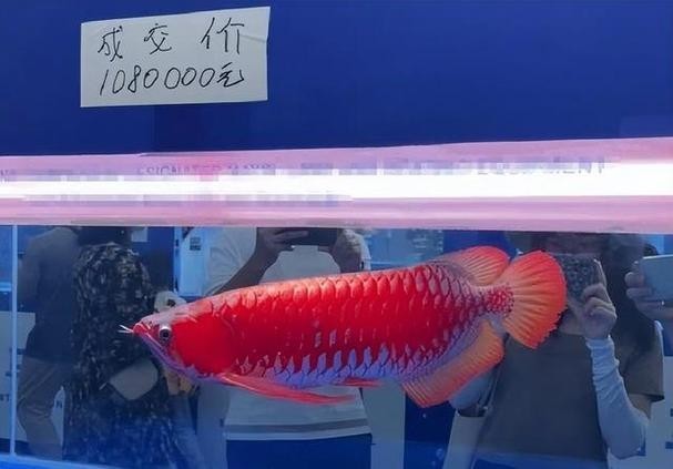 給我看看紅龍比賽冠軍魚“老九”的照片