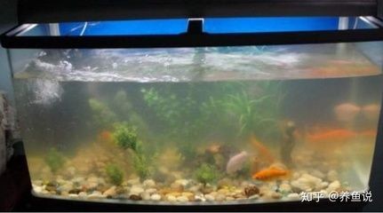 剛換的水為什么魚缸水渾濁發白（剛換的魚缸水渾濁發白是由多種因素造成的）