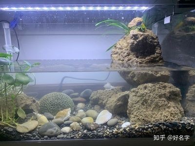 剛換的水為什么魚缸水渾濁發白（剛換的魚缸水渾濁發白是由多種因素造成的）