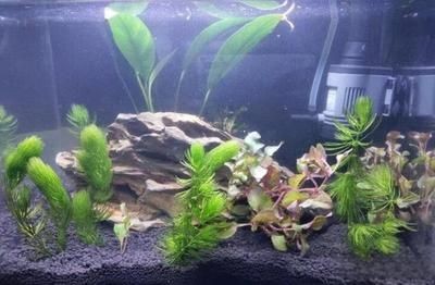 彩蝶se尊享版魚缸過濾器材怎么擺放