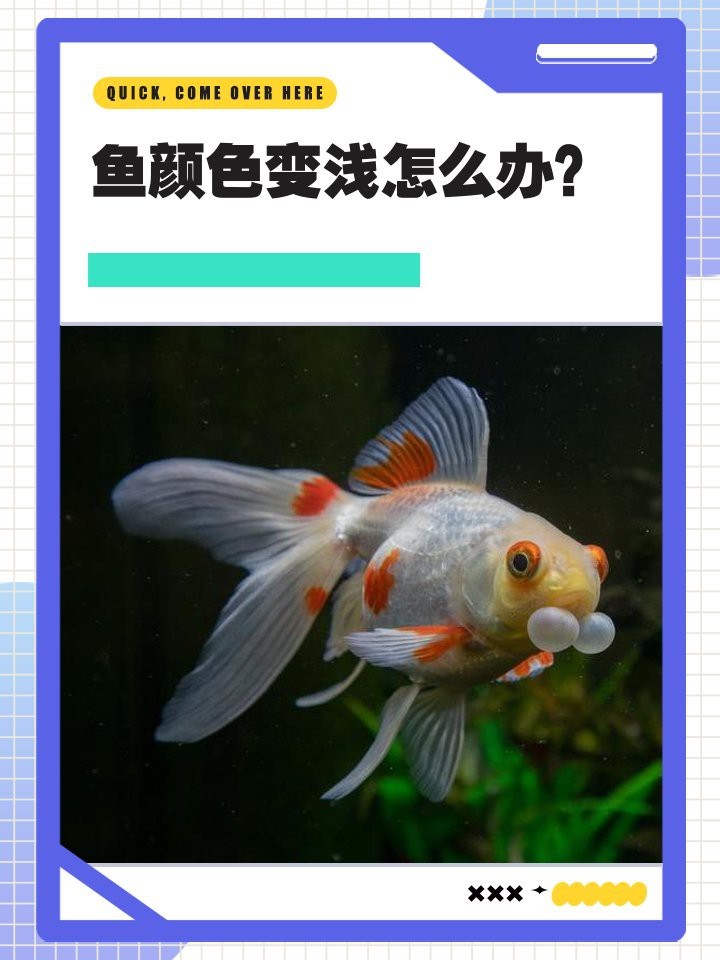 紅龍魚顏色突然變淺