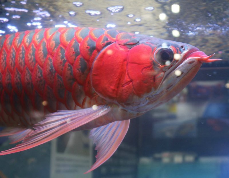 紅龍魚顏色突然變淺