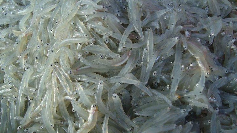 紅勾銀魚為何要少吃