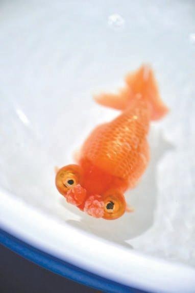 全國(guó)金魚大賽的獎(jiǎng)金設(shè)置