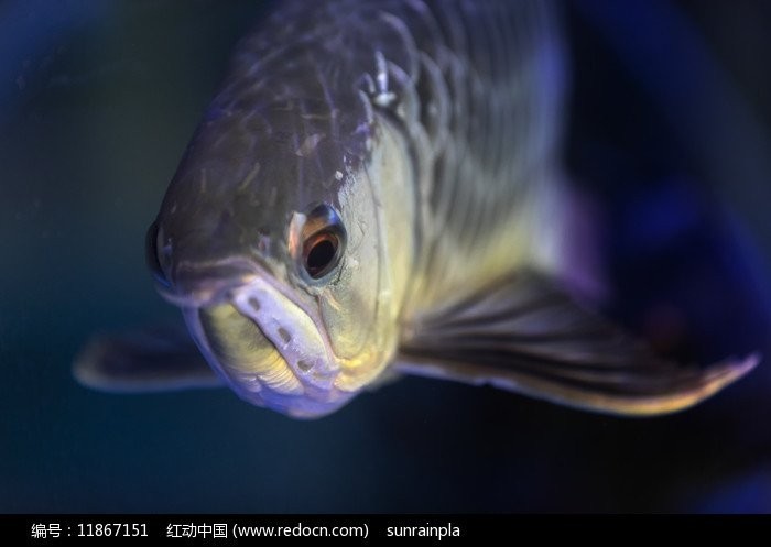 銀龍魚成魚圖片高清圖