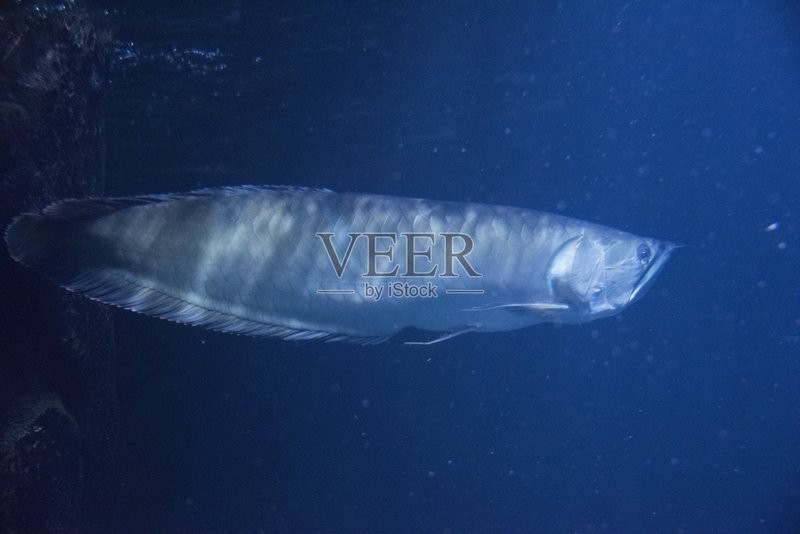 銀龍魚成魚圖片高清圖